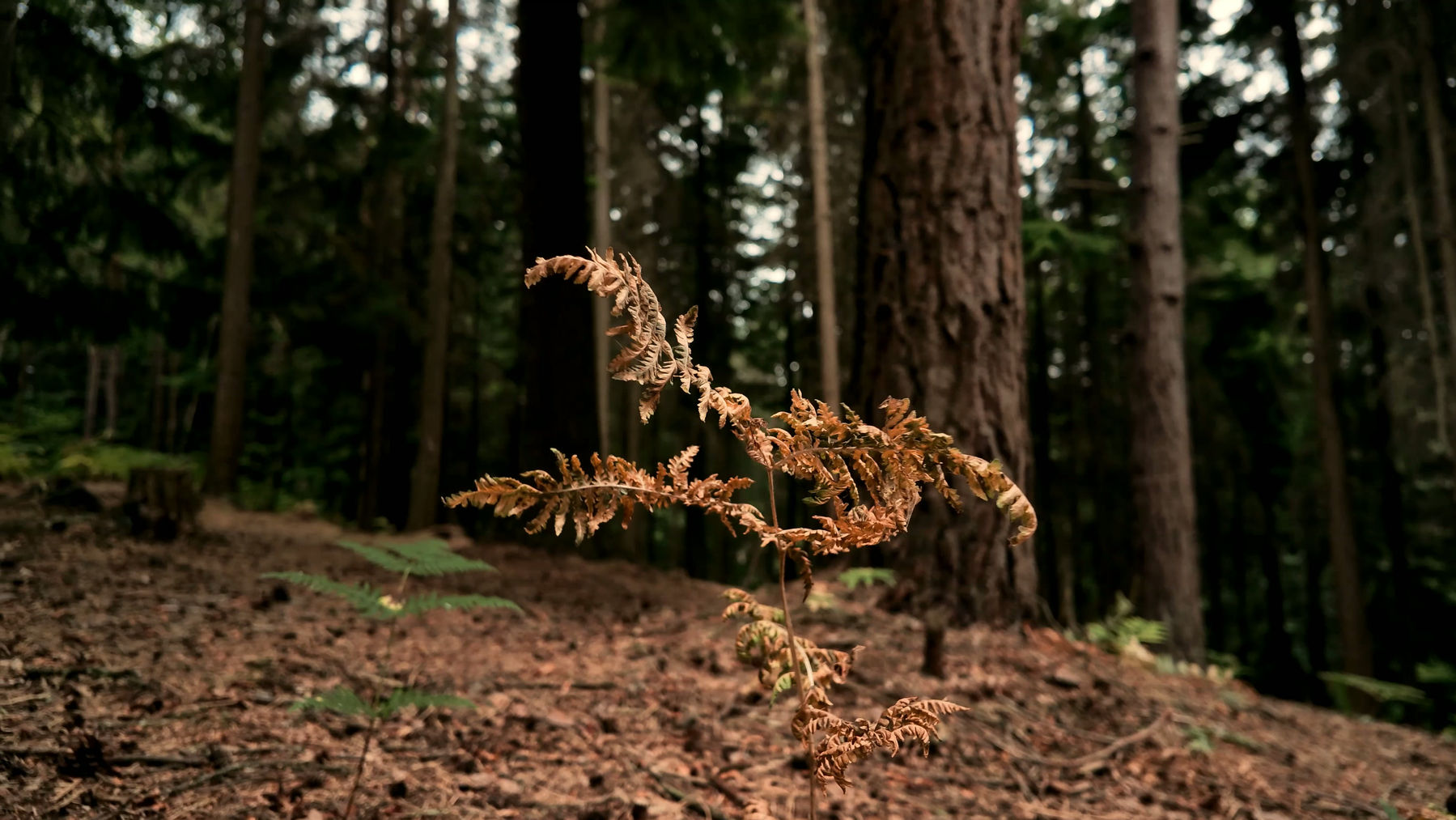 Nature, Forest, Woodland, Plants